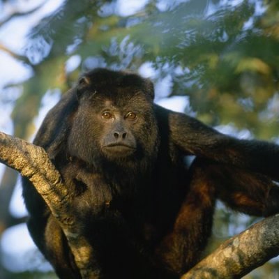 Monkey River Adventure and Howler Monkey Interaction
