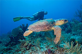 Diver and Turtle