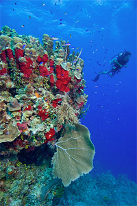 dive Glovers Reef Atoll