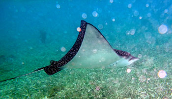 spotted eagle ray