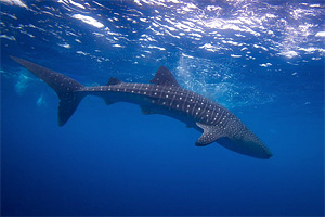 Whale Shark Diving