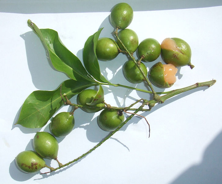 21 Delicious Fruits to Try When Visiting Belize