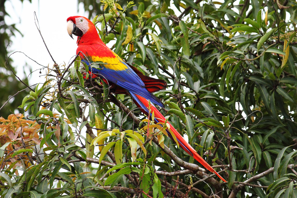 The Best Bird-Watching in Belize