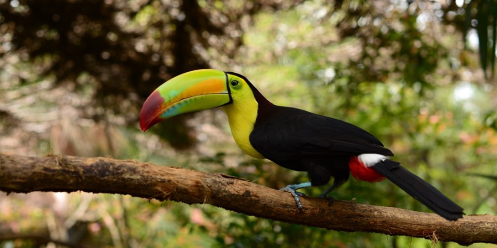 The Belize Zoo